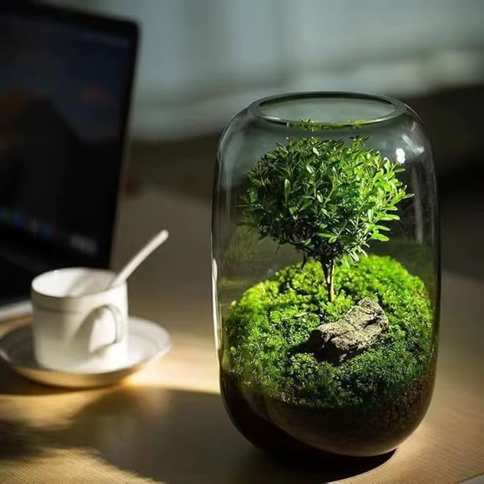 Glass Terrarium/Aquairum Vase 16×22 cm – Empty Container (No Plants or Décor Included) – Moss/Succulent/Air Plant Holder for Home & Office Tabletop Decoration