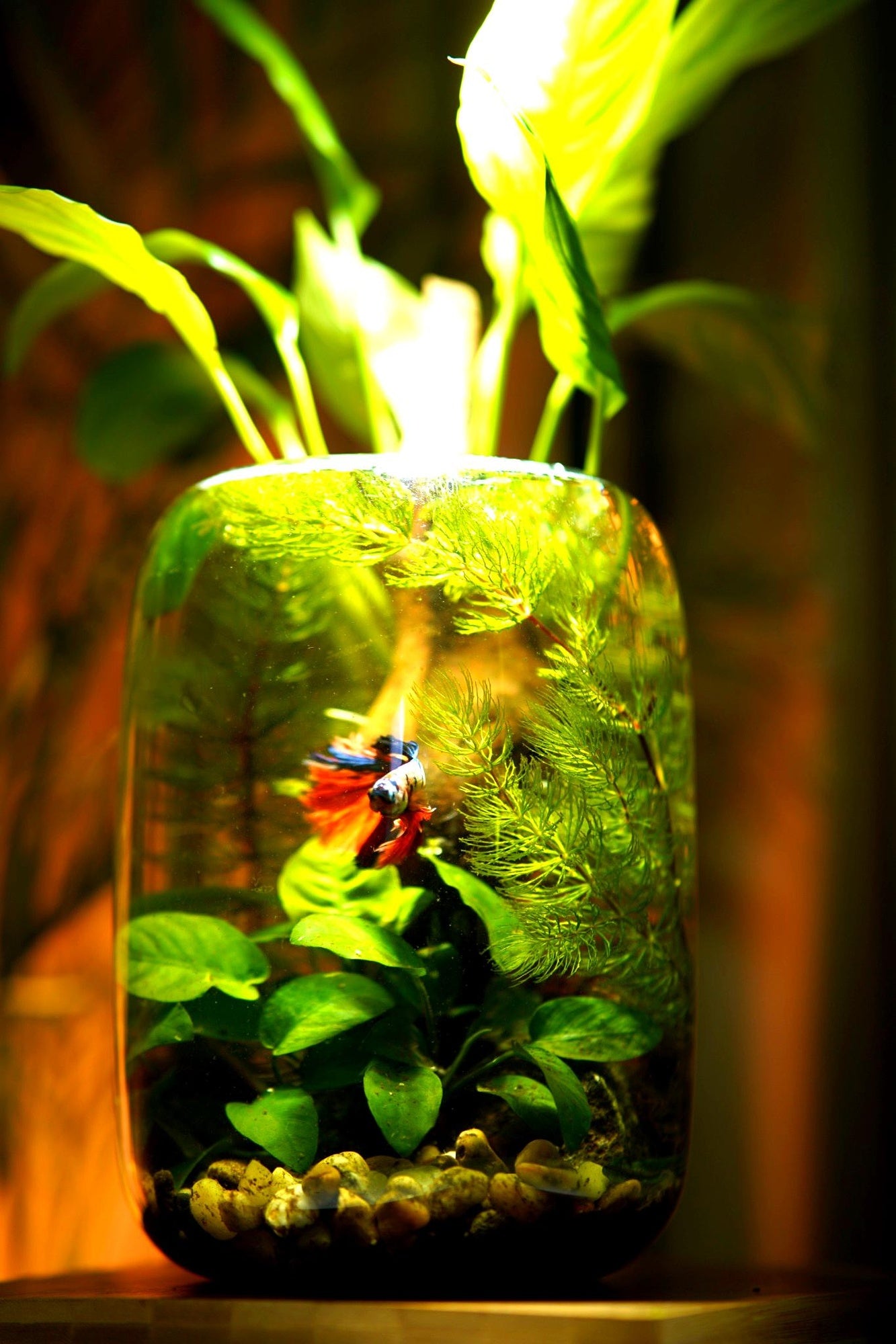 Aquarium Jar